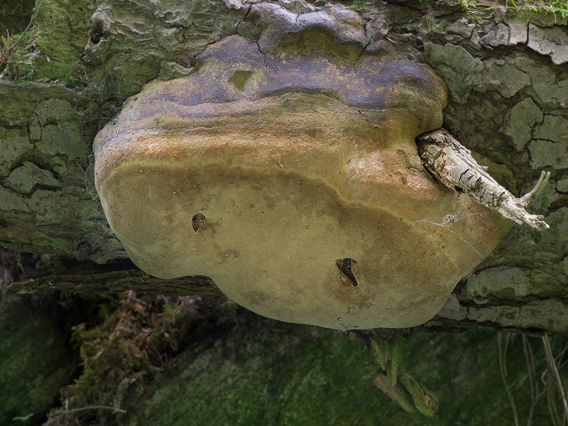 Phellinus hartigii